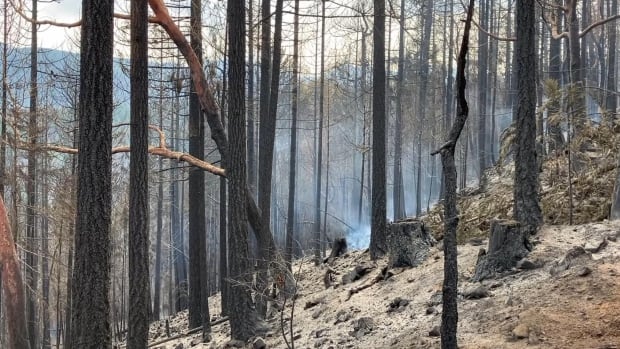 Smoke rises from dry ground in a forest