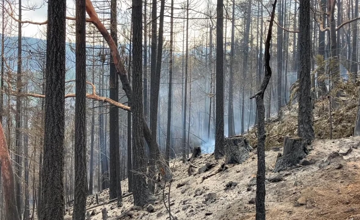 Smoke rises from dry ground in a forest