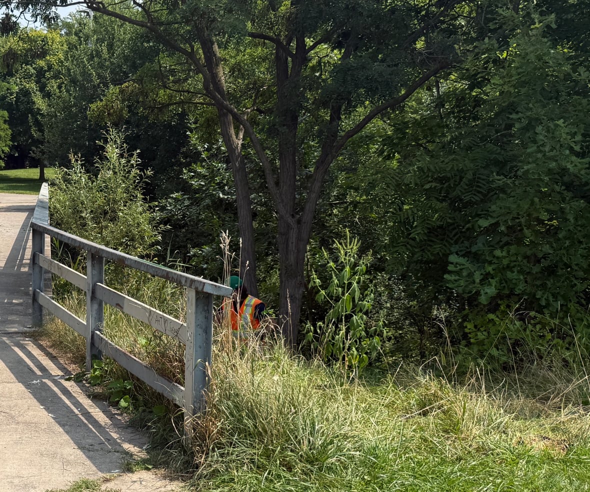 On Tuesday, a city employee was cleaning up a particularly messy section of the ravine after receiving complaints from park users.