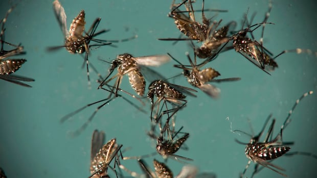 China is fighting an outbreak of the chikungunya virus. What is it? | CBC News