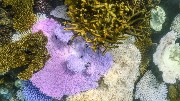 This underwater photo taken on April 5, 2024, shows bleached and dead coral around Lizard Island on the Great Barrier Reef, located 270 kilometres north of the city of Cairns. Australia's famed Great Barrier Reef is teetering on the brink, suffering one of the most severe coral bleaching events on record -- the fifth in eight years -- and leaving scientists unsure about its survival. A file photo from April 2024, provides an underwater view of both bleached and dead coral around Australia's Lizard Island.
