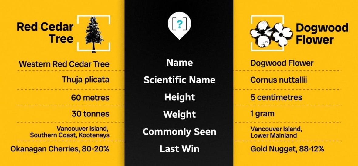A look at some of the key stats in the Pacific Dogwood versus Western redcedar matchup.