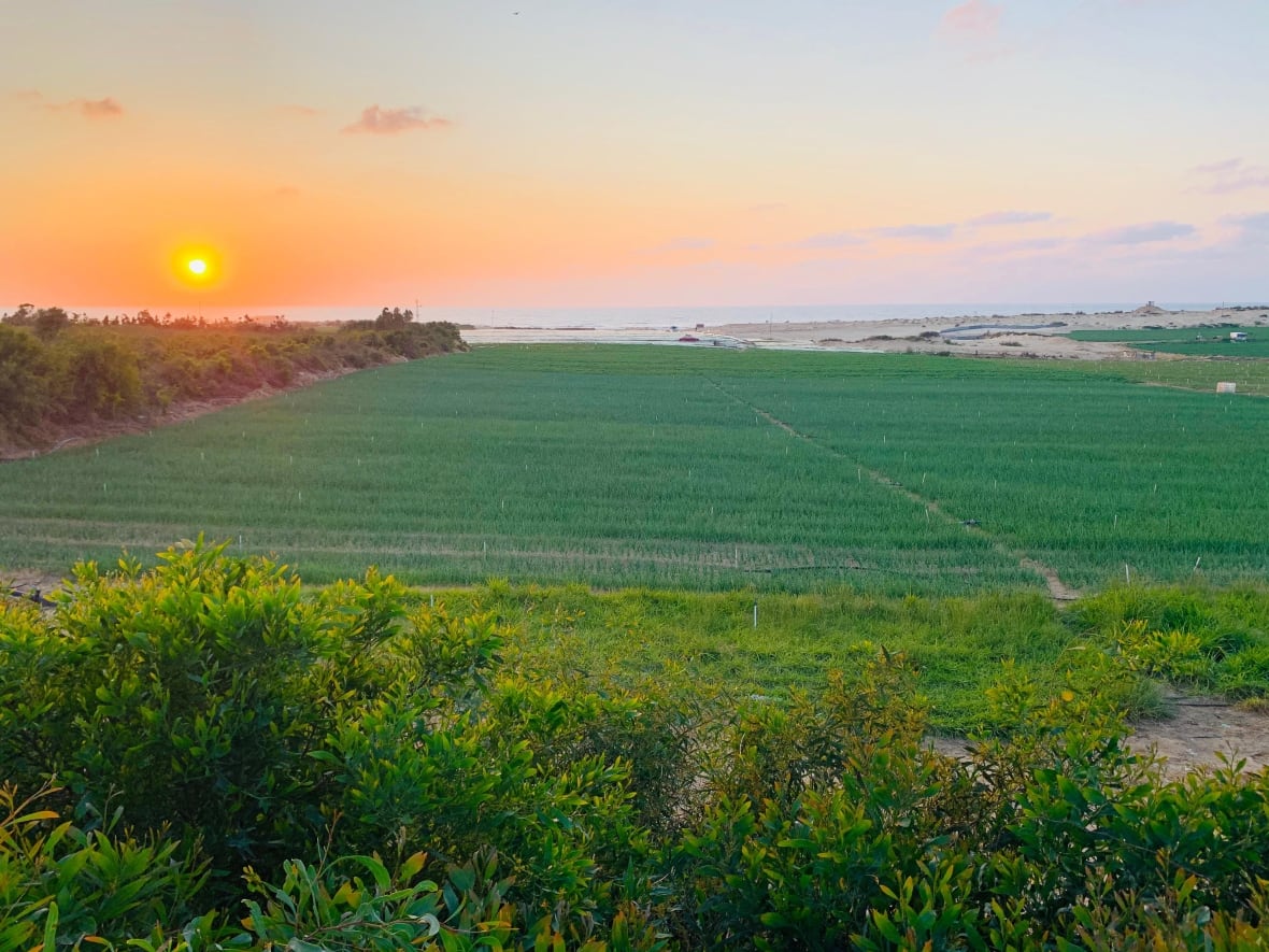 A green field with a body of water in the distance