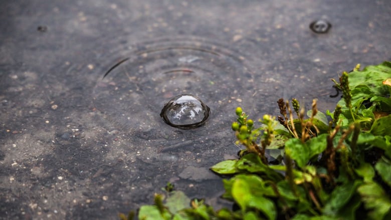 A rain drop hits a puddle next to some vegetation during a rain storm.