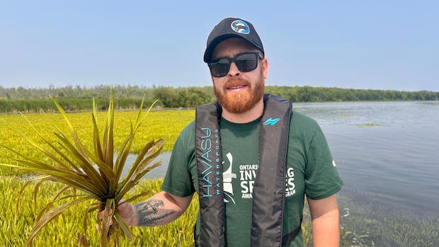 Experts say invasive plant in Lake Simcoe can injure swimmers, harm the environment | CBC News