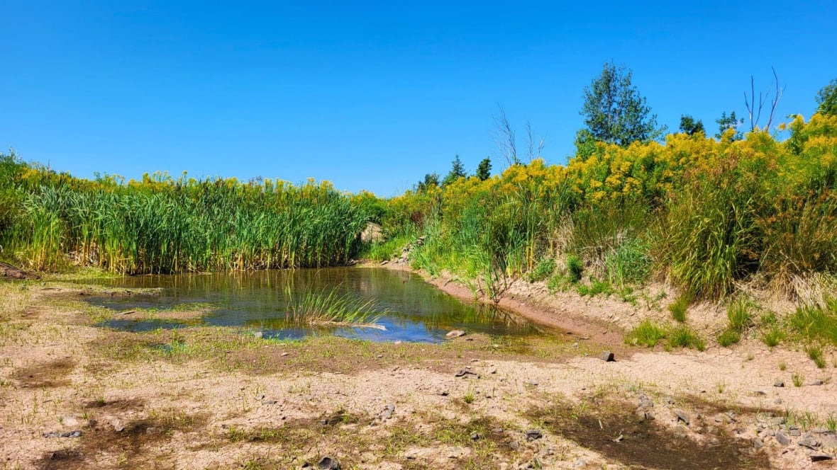Dryed out pond