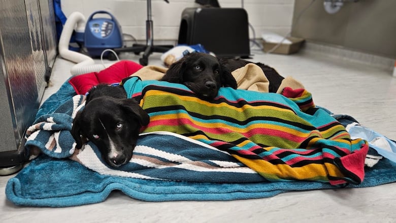 Dogs sleeping on a colourful blanket.