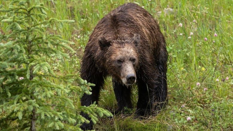 Grizzly bear.
