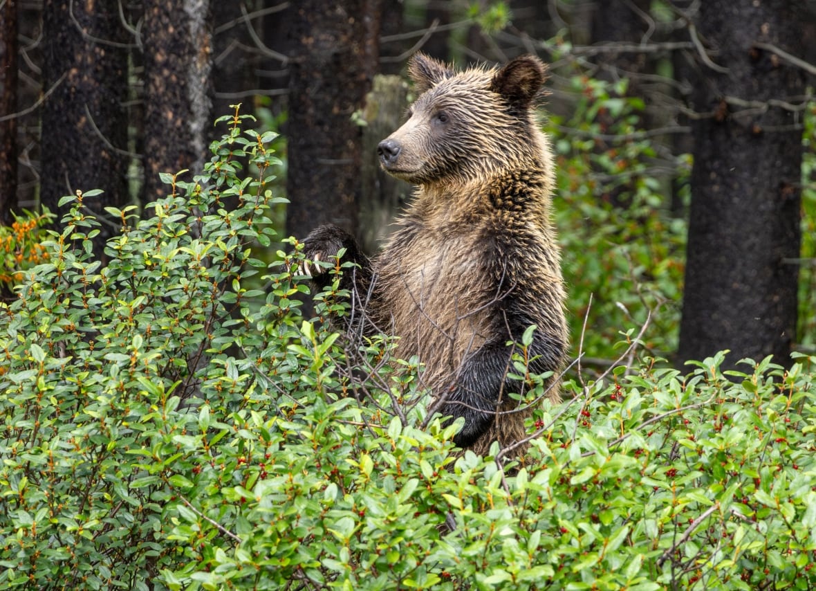 Grizzly cub.
