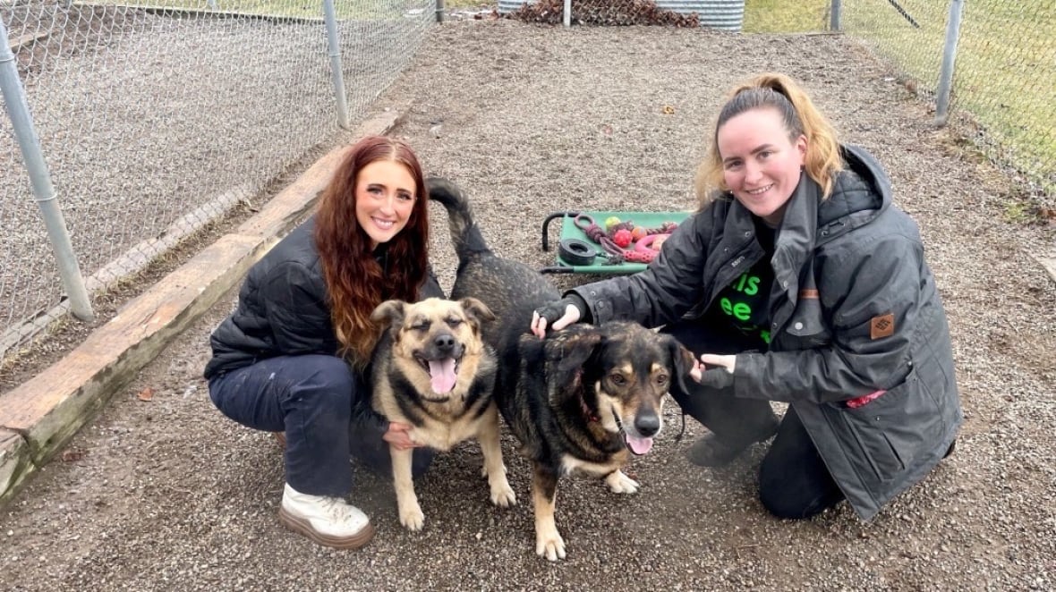 La Humane Society of London and Middlesex constate une augmentation du nombre d'animaux de compagnie touchés par la pandémie dans son refuge et gère même une liste d'attente pour les nouveaux animaux abandonnés.