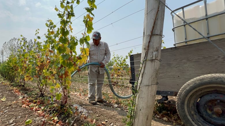 A man uses a hose attached to a large plastic container on a wagon to water yellow vines.