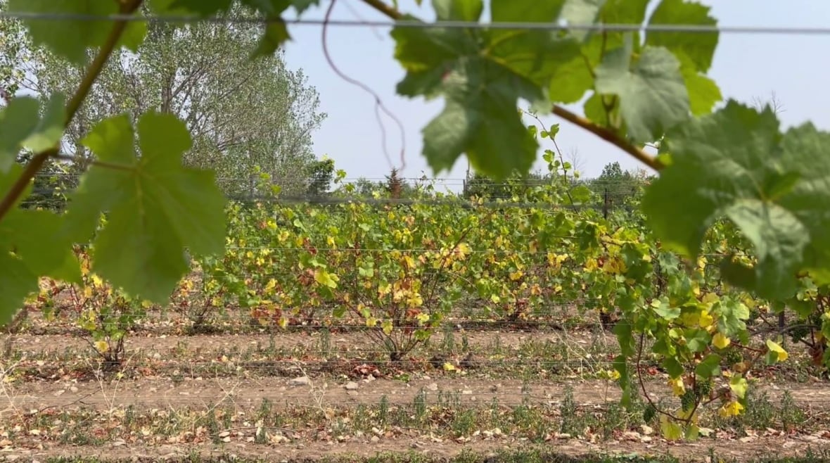 A row of vines framed by leaves shows yellow plants and baked soil.