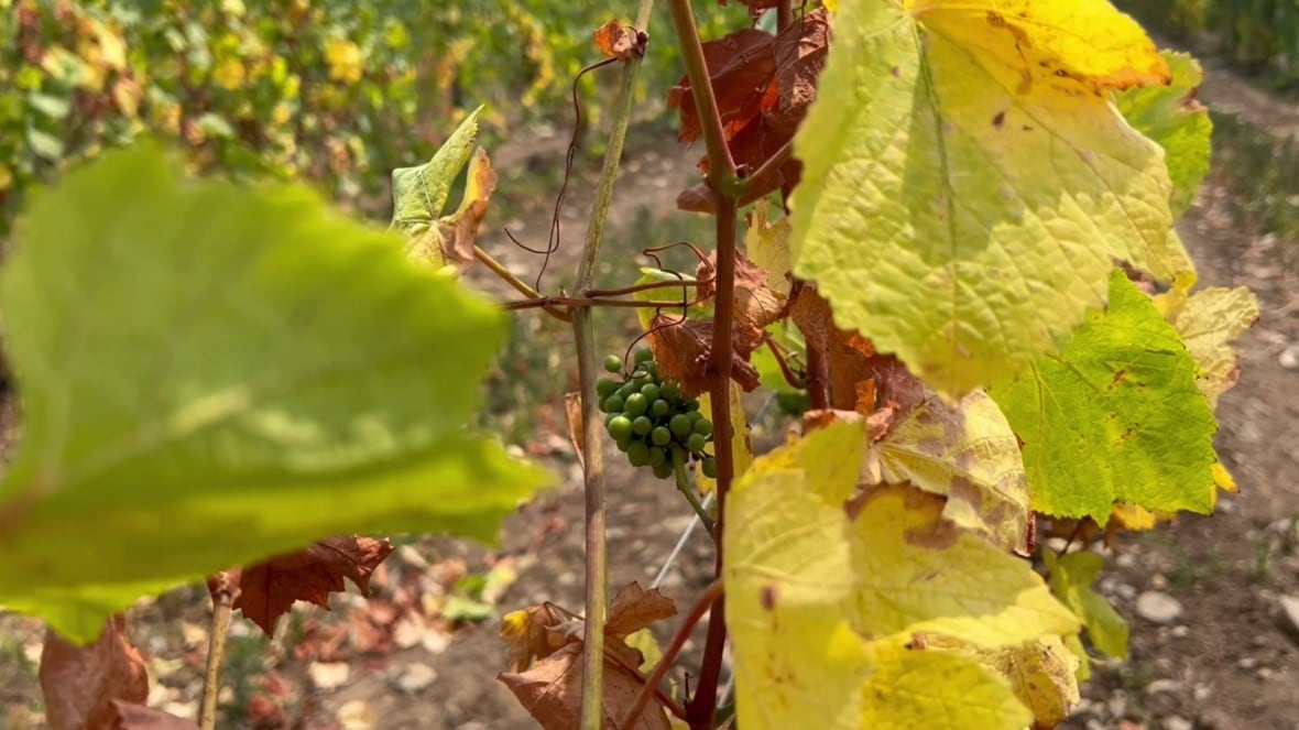 Yellow and brown leaves frame a small cluster of green grapes.