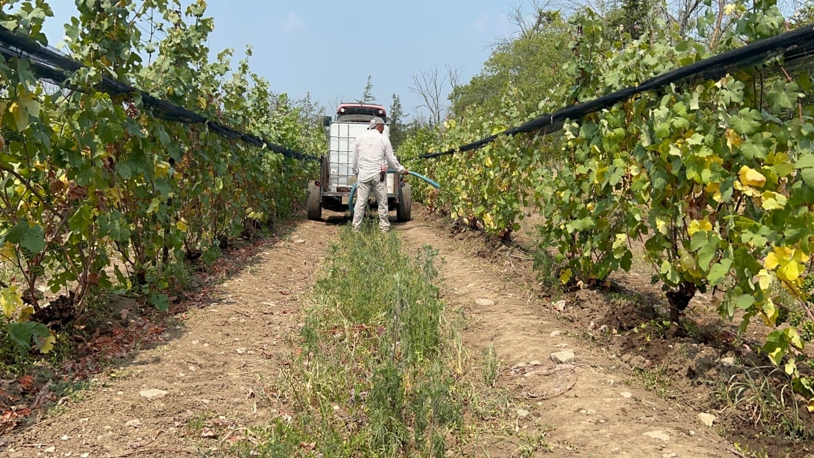 A man with a hose follows behind a tractor pulling a water tank, spraying yellow grape plants.