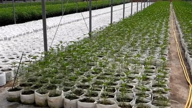 cannabis-haldimand.jpg
