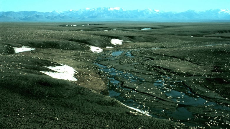 A herd of caribou moving across a vast plain, seen from above.