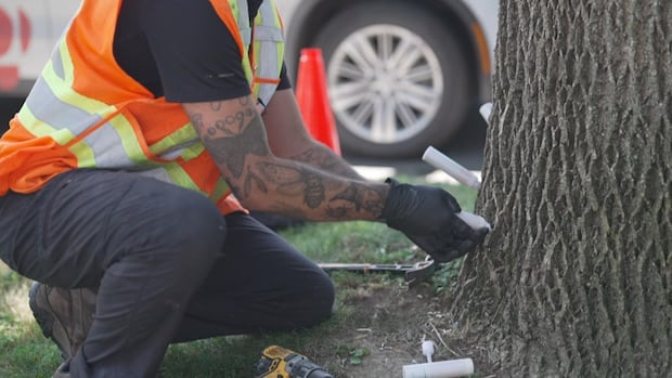 Invasive beetle on a rampage through ash trees in Fredericton