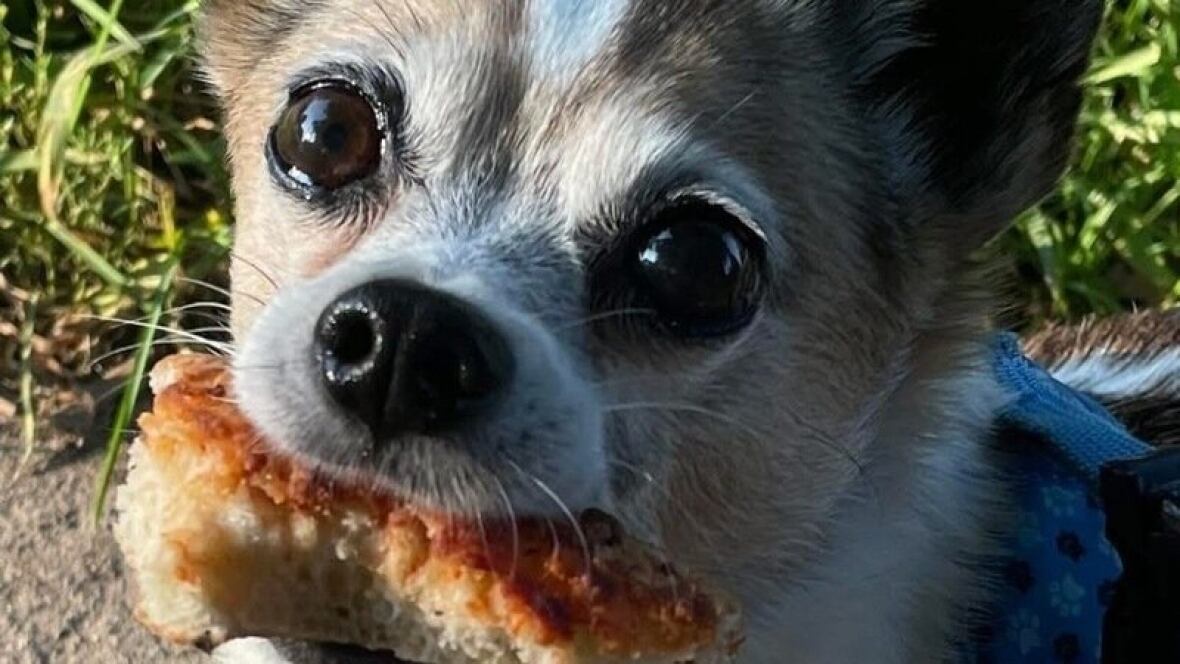 Londoners have brought up the issue of aggressive dogs multiple times, Councillor Skylar Franke said, adding that she has heard stories of people or their pets being bitten, and the frustration they felt when nothing happened afterward.