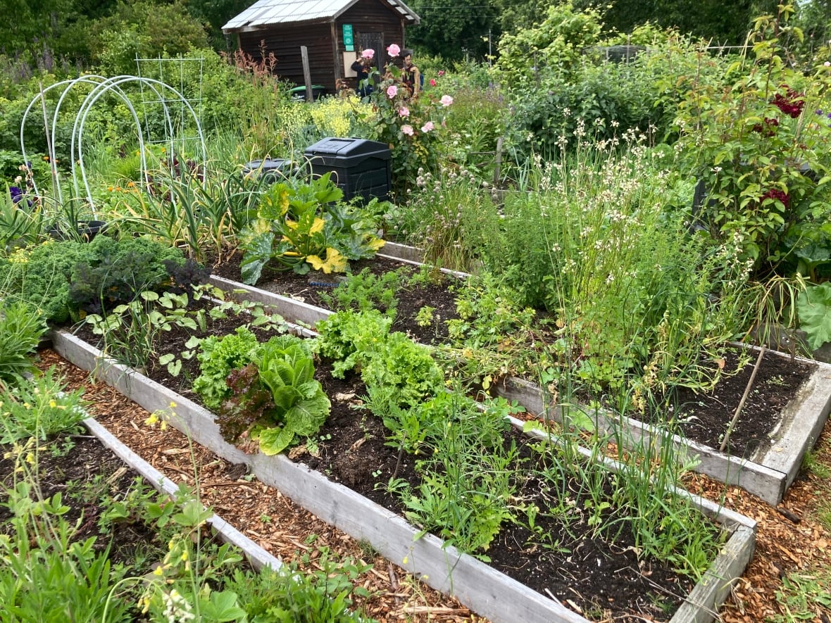 A community garden plot