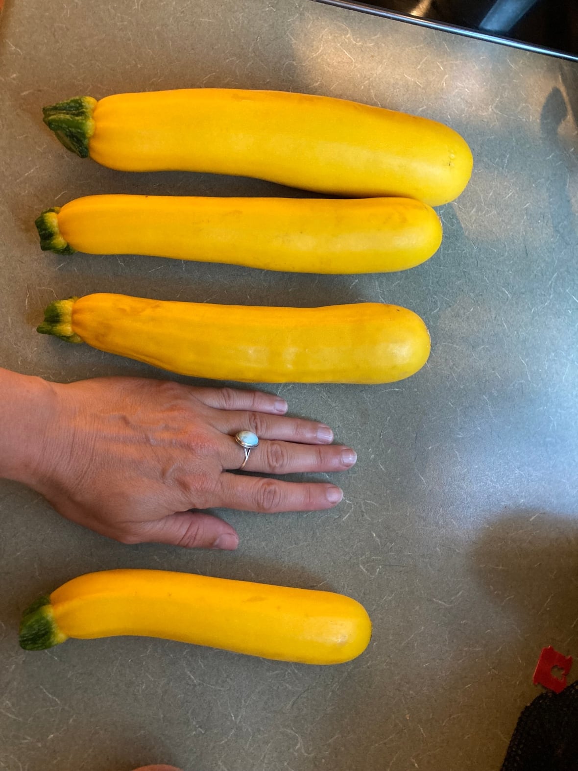 a hand next to three yellow zucchinis