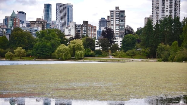 A lake is covered in green and brown algae, with trees and highrise apartments in the background.