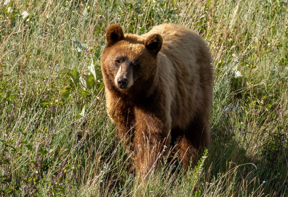A cinnamon-phase black bear.