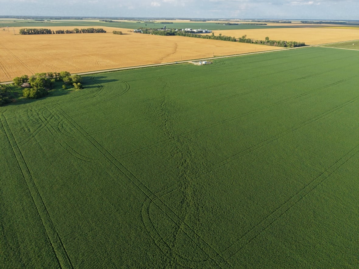 A swirling pattern left by a tornado is seen in a crop field.