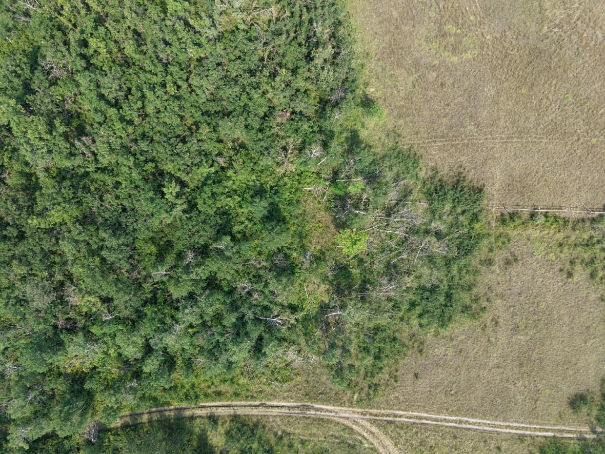 Damaged trees seen laying on a field are seen after a tornado.