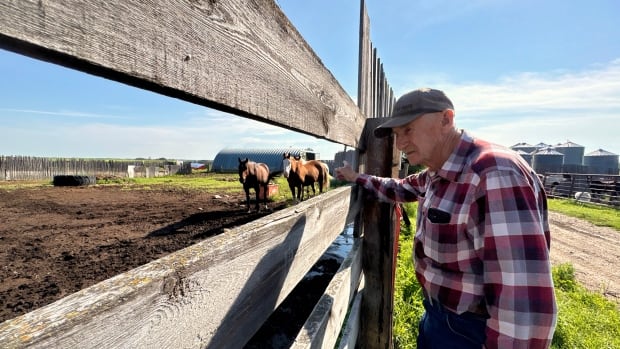 A man in plaid stands near a fenced paddock. Horses are visible in the background. 
