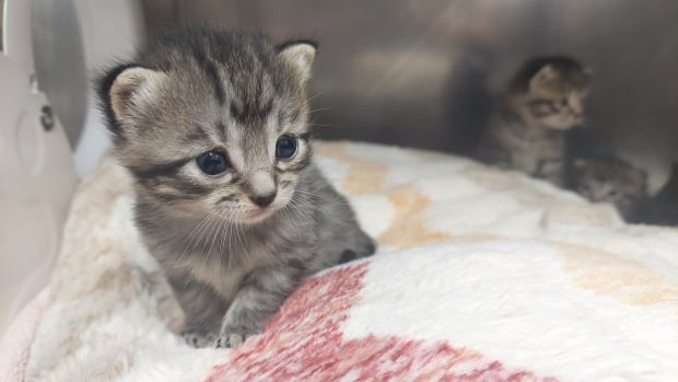 a-kitten.jpg