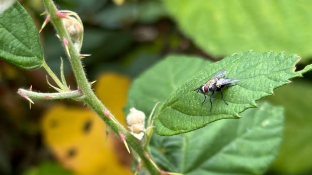 A fly on a leaf.