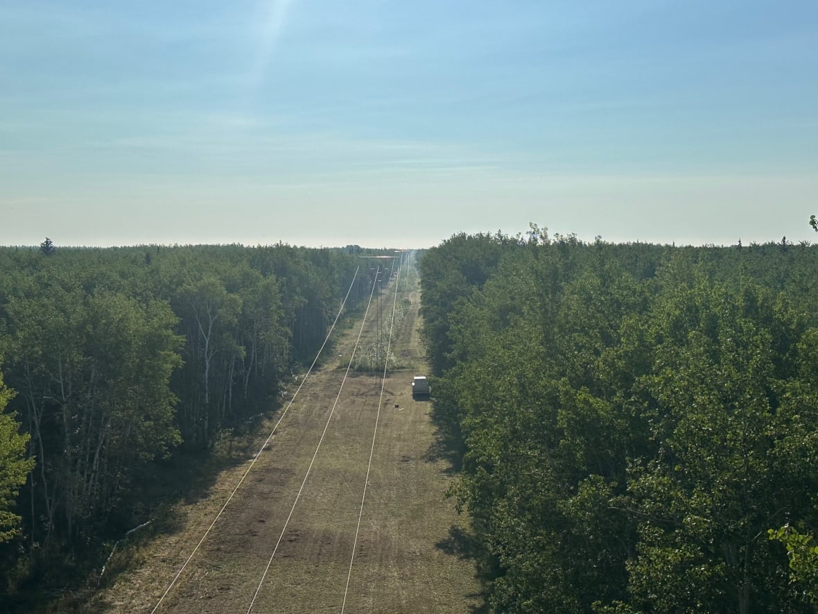 An electric line in a vegetation that is clarified between two sections of forest.