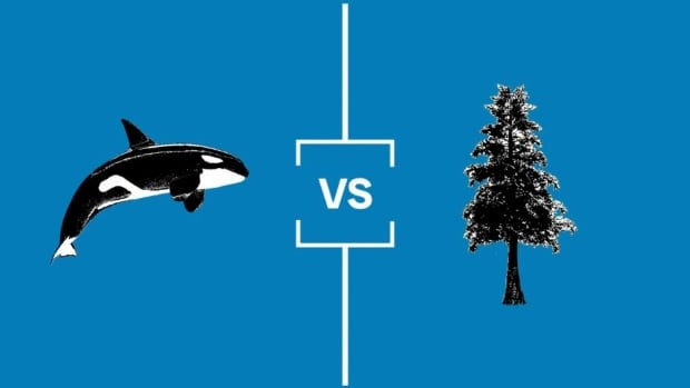 Image of an Orca and a Western Red Cedar tree.