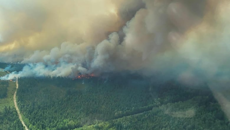 A large section of forest with a lot of smoke coming from a forest fire.
