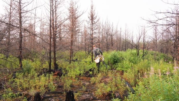 Replanting efforts are underway in northwestern Ontario's Ogoki Forest, after the 2023 wildfire season burned large swathes of the boreal forest. A tree-planter walking past burned trees and new plants