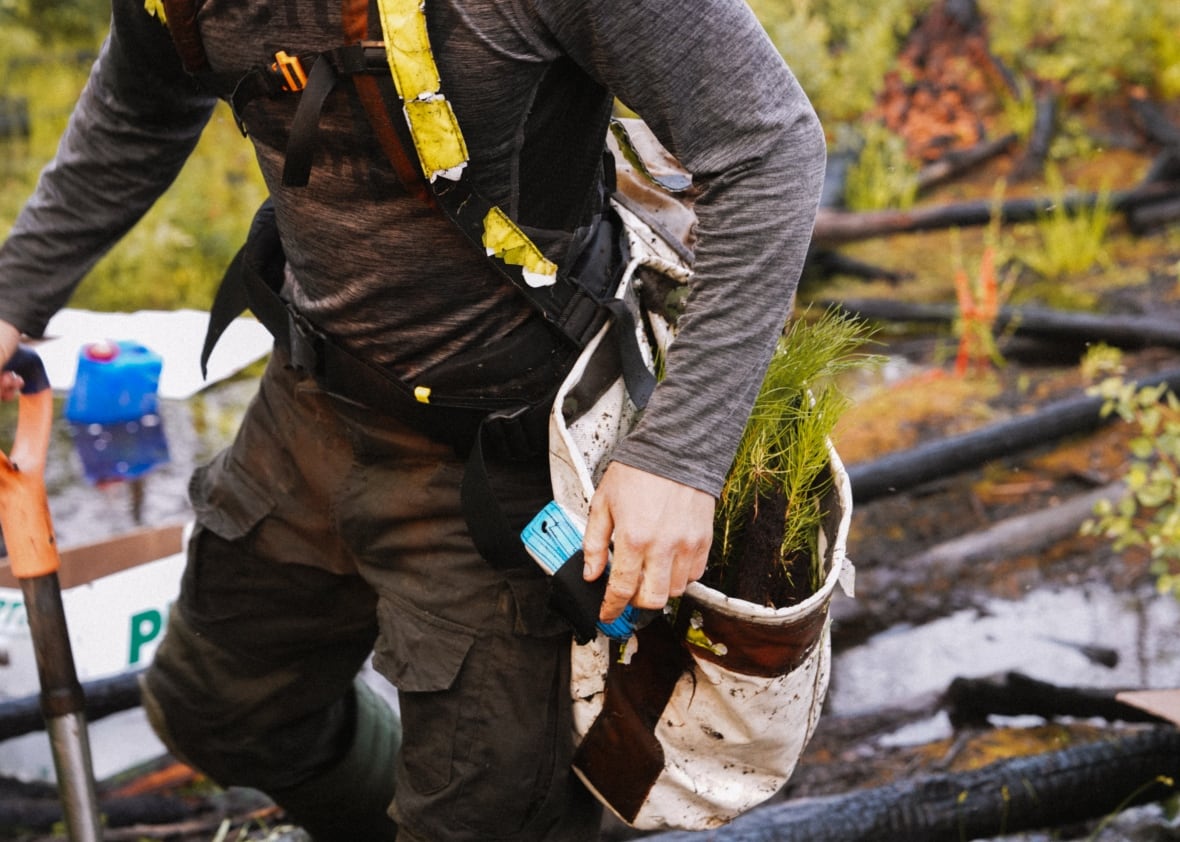 A forestry worker with a bag of young trees
