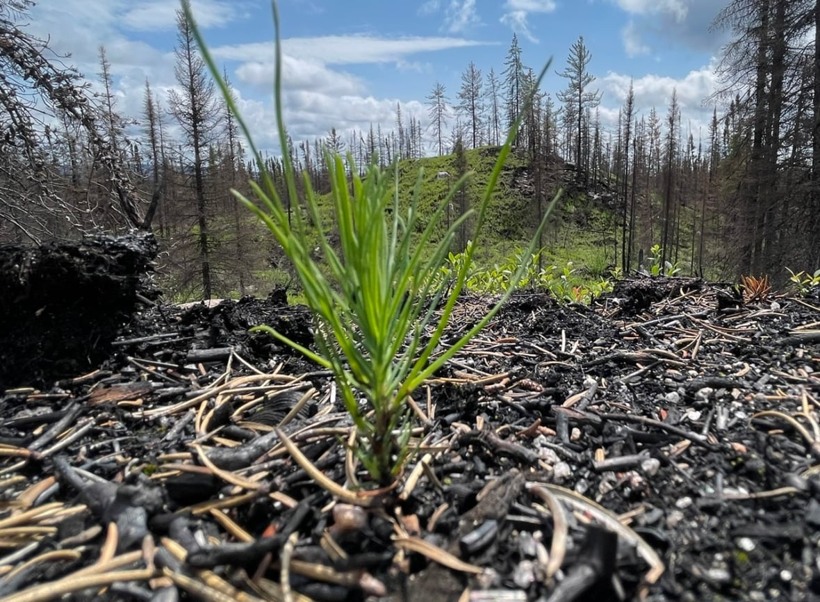 A lone tree seedling in the forest floor