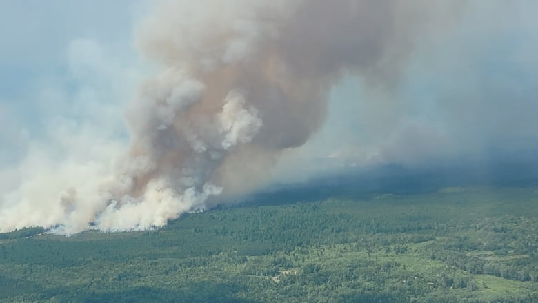 An aerial photo of smoke over green trees.
