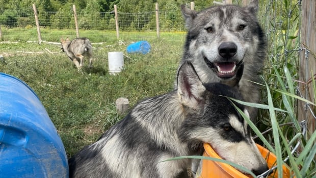 A dog drinks from a water bucket while another smiles toward the camera above it.