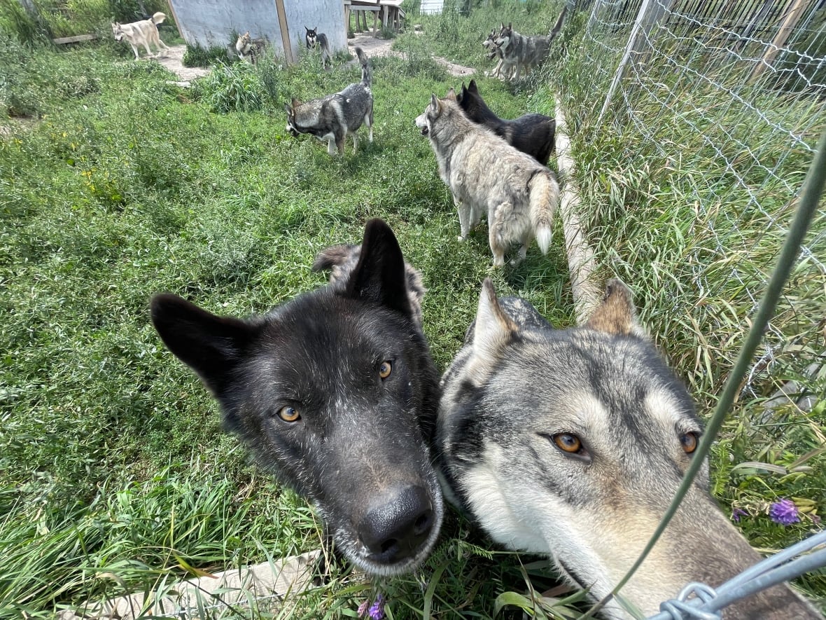 Zwei Hunde wirken neugierig, als sie durch den Zaun ihres Geheges in Richtung Kamera blicken.
