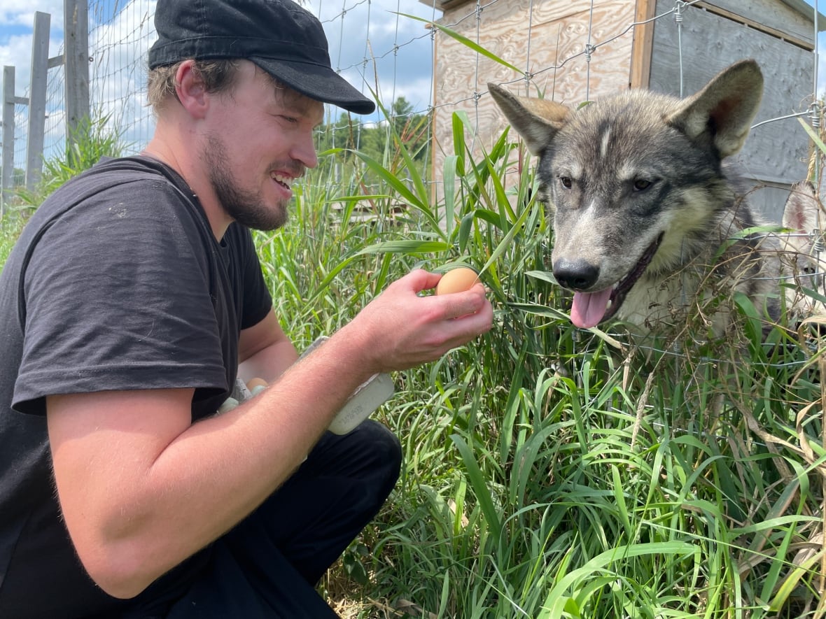 Ein Mann kauert im Gebüsch neben einem Zaun, wo er ein Ei hält, das er seinem Wolfshund anbietet
