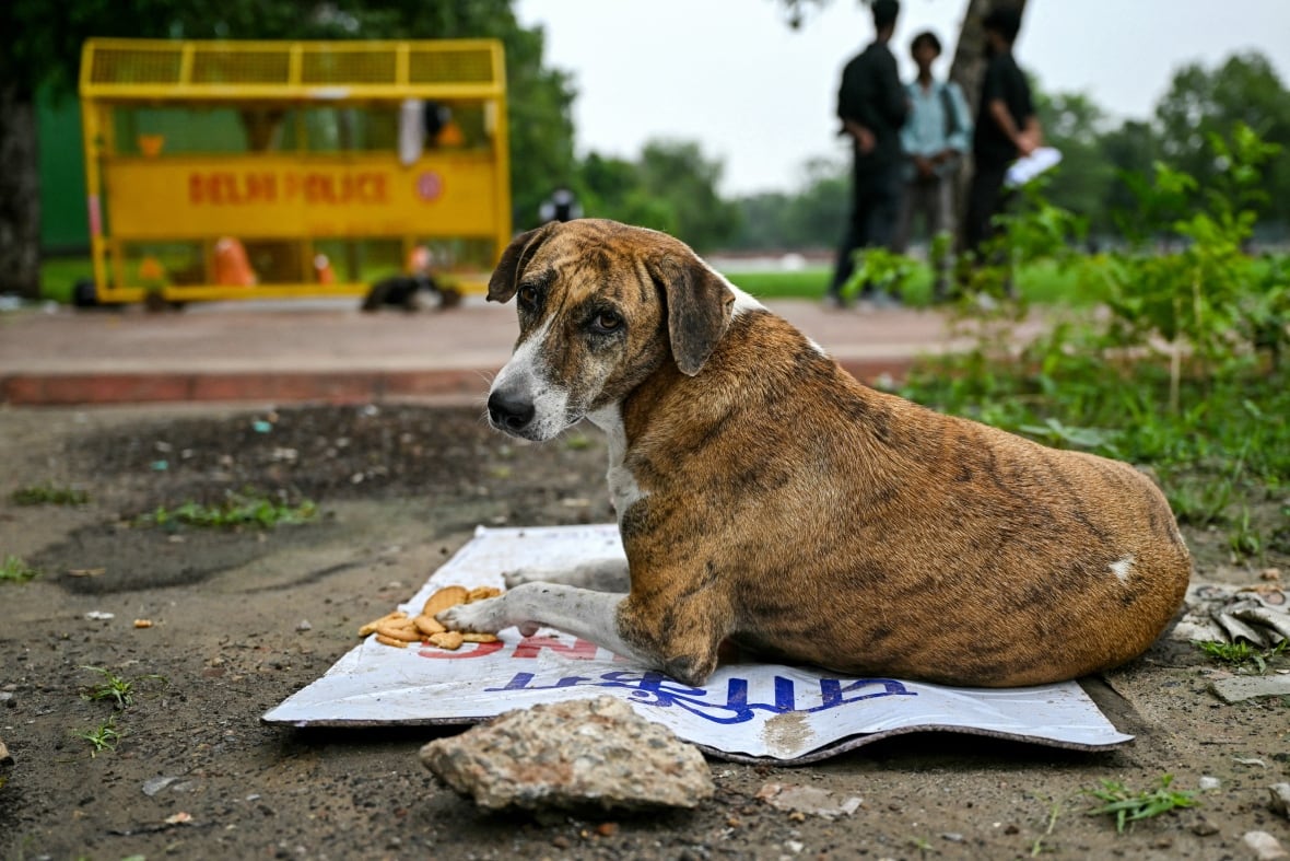 Who to Call for Stray Dog: Quick Help and Expert Advice
