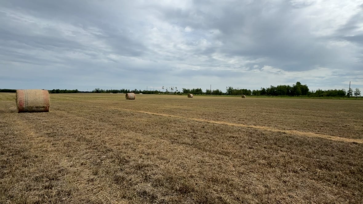 a field of hay