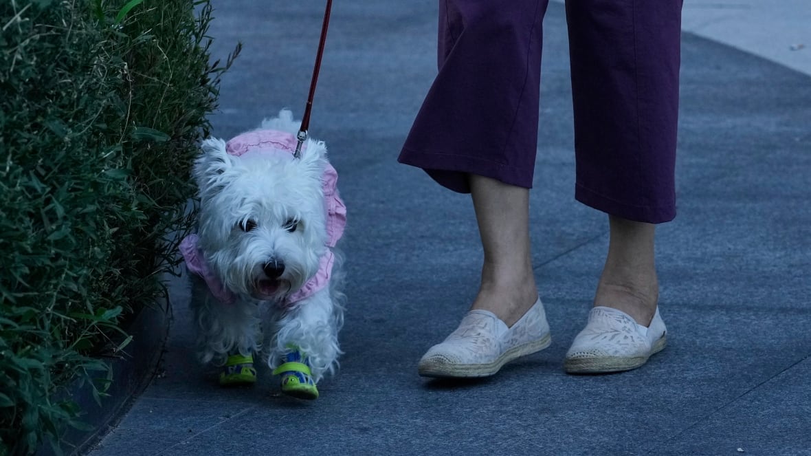 A small white dog is shown out on a strap, appearing next to its owner's feet. 