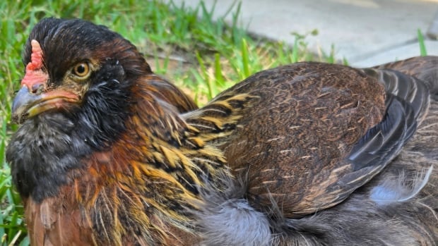 A brown hen laying down in the grass