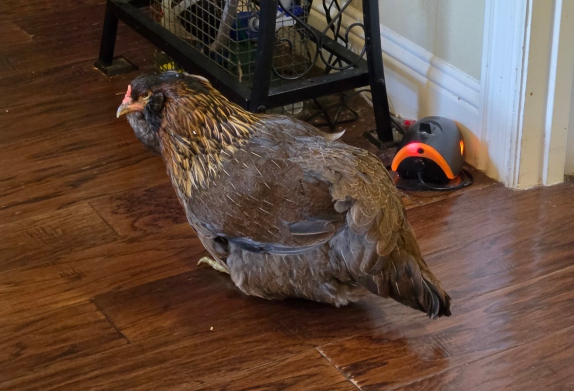 A brown chicken scooting across a hardwood floor.