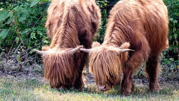 Pair of shaggy Highland cattle make their debut at the Toronto Zoo | CBC News