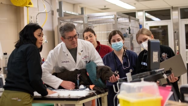 ontario-veterinary-college-introduced-forensic-veterinary-science-programming.jpg