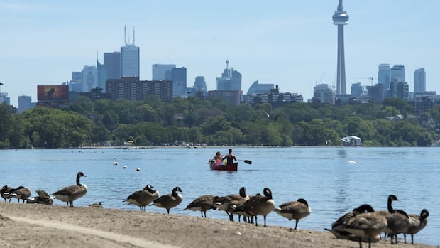 Less bird poop means cleaner beaches. But are Toronto's efforts to drive away waterfowl hurting their habitat? | CBC News