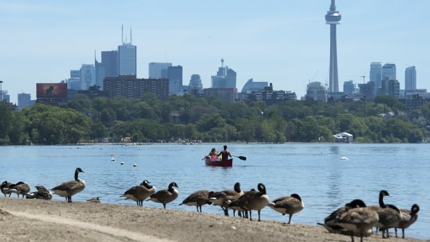Fewer waterfowl are visiting Toronto's beaches, according to the city's data. Geese on the Toronto waterfront with canoeists and the CN Tower in the background.